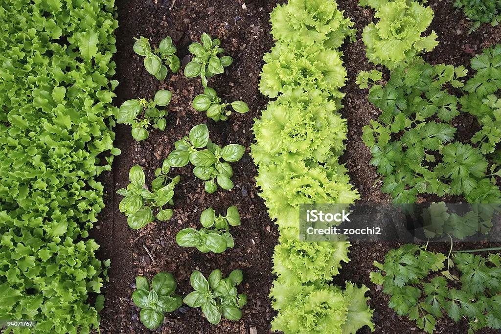 Costa Rica lança Programa ‘Horta na Porta’ para fomentar agricultura urbana e segurança alimentar