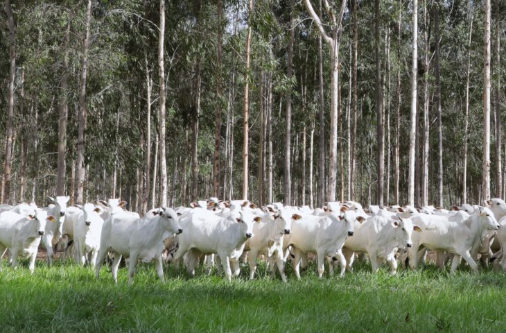 Produtores têm até dia 1º para fazer declaração e atualização de rebanhos no Estado