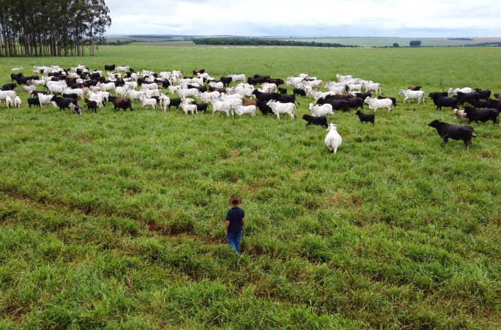 Aagro de MS é fruto de incentivo, modernidade e sucesso do homem do campo