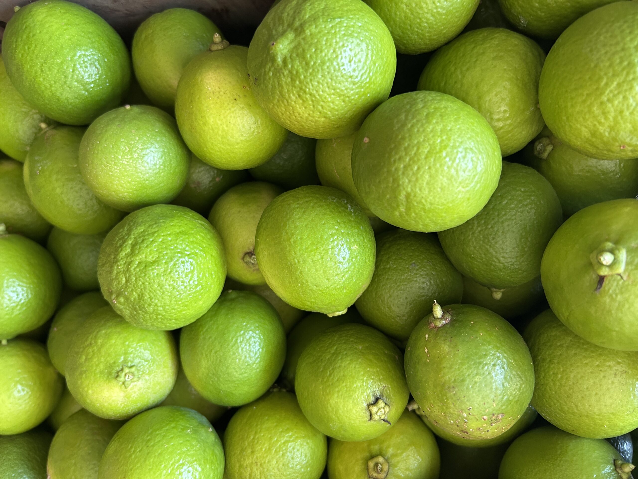 Com solo fértil, produtores fortalecidos e 5.547 caixas de limão entregues ao Ceasa, Costa Rica consolida a fruticultura e amplia espaço no mercado estadual